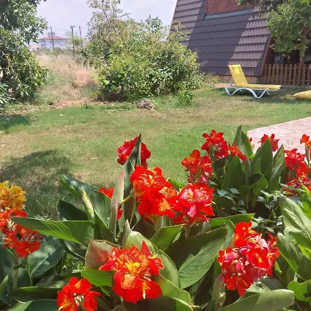 Bed & Breakfast Miss Mandarin Bungalow Evleri *